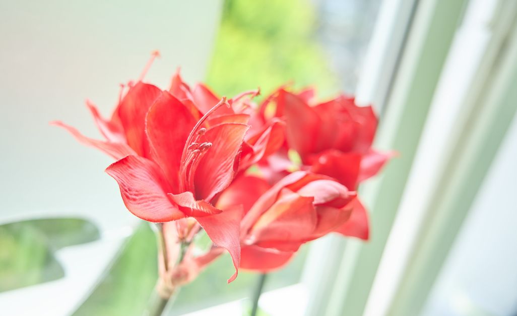 Blüte einer Amaryllis
