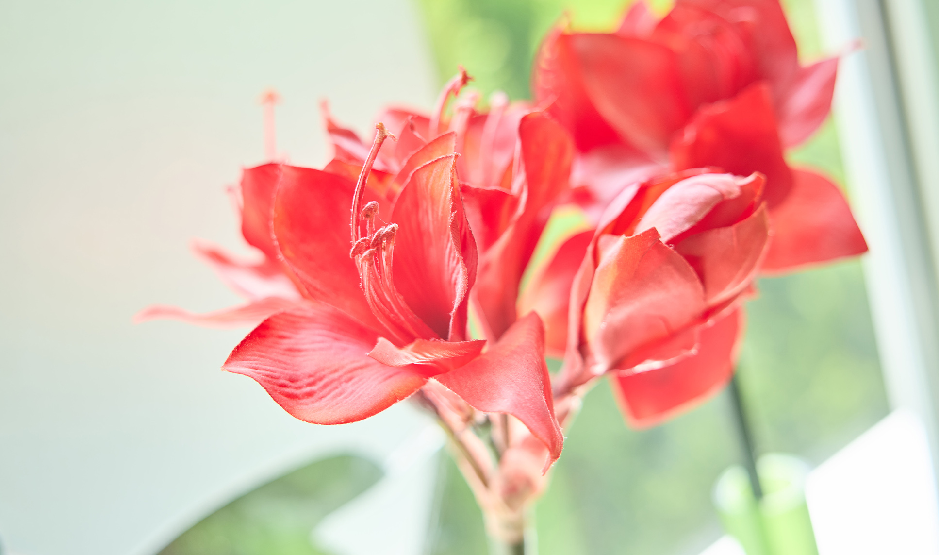 Amaryllis-Blüte rot