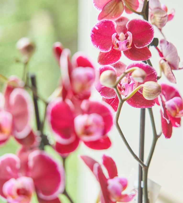 Orchideen in pink